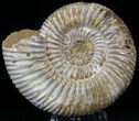 Perisphinctes Ammonite - Jurassic #22827-1